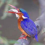 Malachite Kingfisher