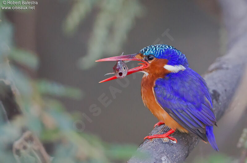 Malachite Kingfisher