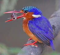 Malachite Kingfisher