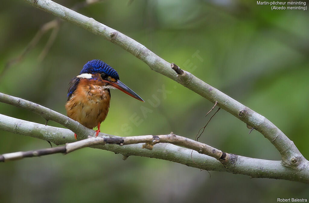 Blue-eared Kingfisher