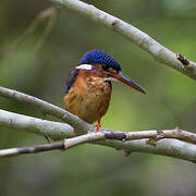 Blue-eared Kingfisher