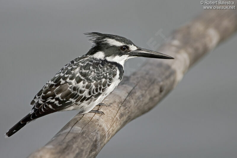 Pied Kingfisher female adult