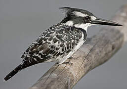 Pied Kingfisher