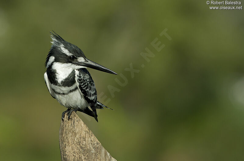 Pied Kingfisher male adult