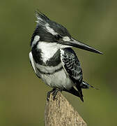 Pied Kingfisher