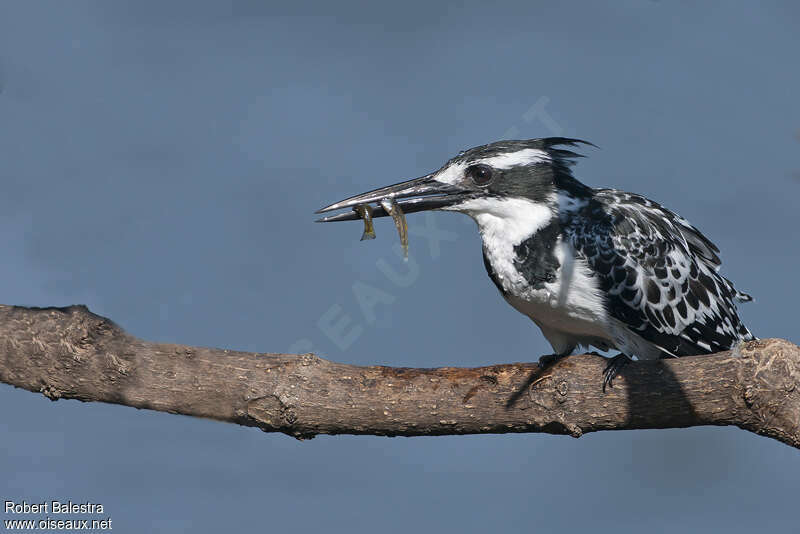 Pied Kingfisher female adult, close-up portrait, feeding habits, fishing/hunting