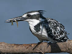 Pied Kingfisher