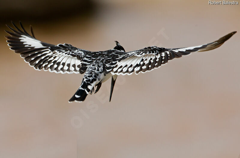 Pied Kingfisher