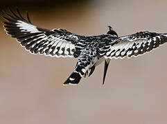 Pied Kingfisher