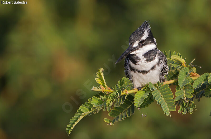 Pied Kingfisher male