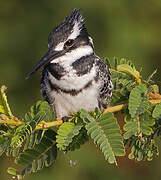 Pied Kingfisher