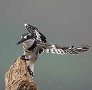 Pied Kingfisher