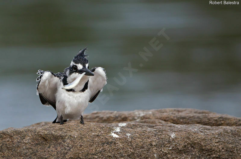 Pied Kingfisher