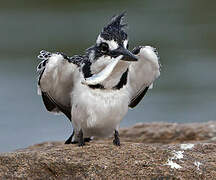 Pied Kingfisher