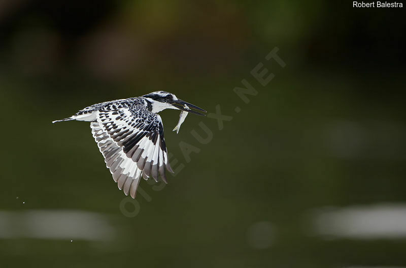 Pied Kingfisher