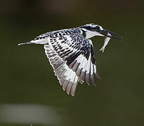 Pied Kingfisher