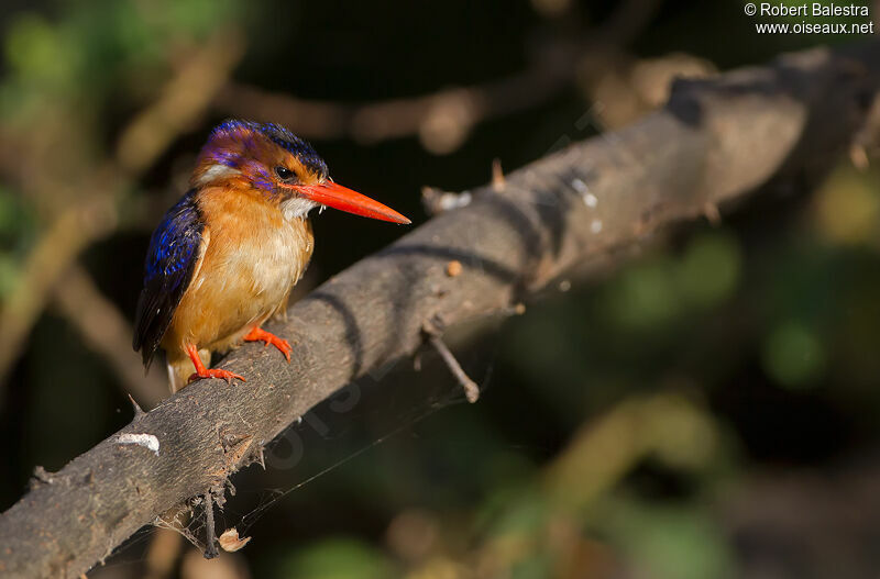 African Pygmy Kingfisher