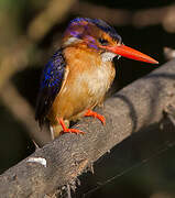 African Pygmy Kingfisher