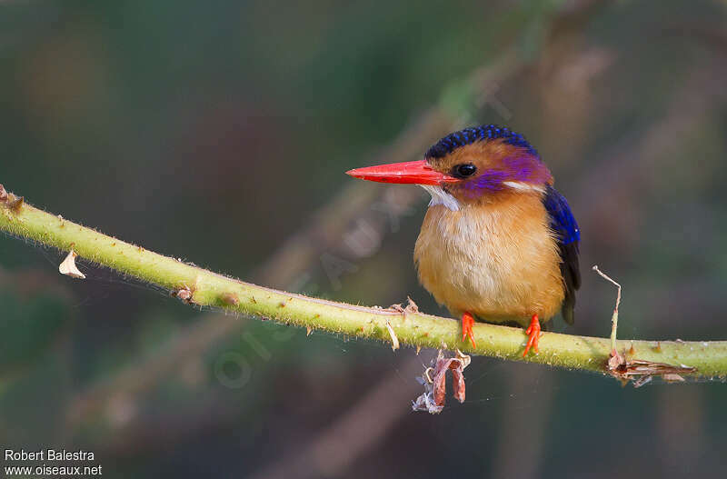 African Pygmy Kingfisheradult, close-up portrait