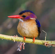 African Pygmy Kingfisher