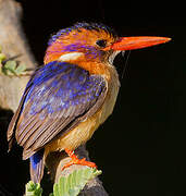 African Pygmy Kingfisher