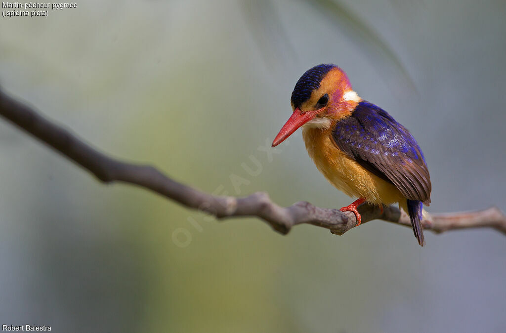 African Pygmy Kingfisher