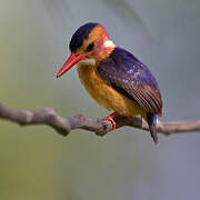 African Pygmy Kingfisher