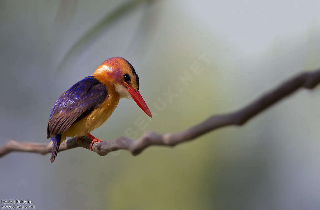 African Pygmy Kingfisher, Behaviour