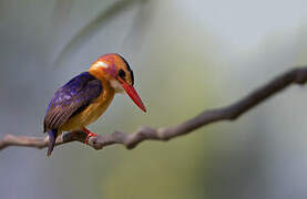 African Pygmy Kingfisher