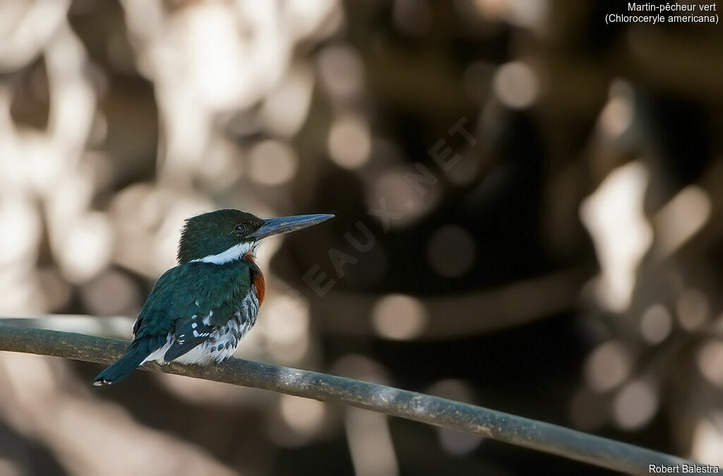 Green Kingfisher male