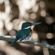 Green Kingfisher