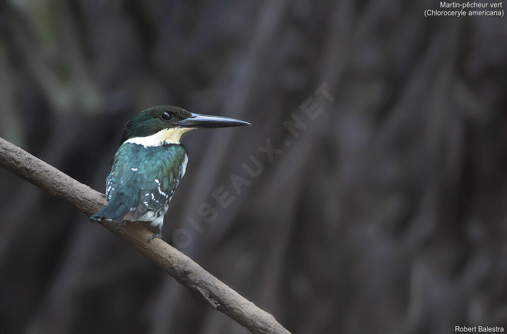 Green Kingfisher