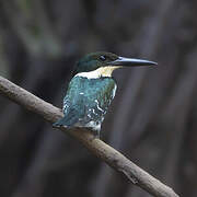 Green Kingfisher