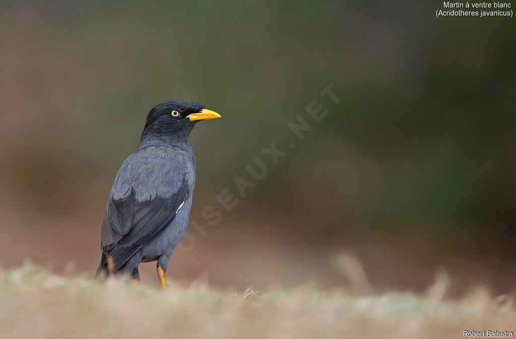 Javan Myna