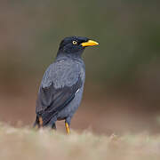 Javan Myna