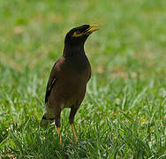 Common Myna