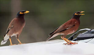 Common Myna