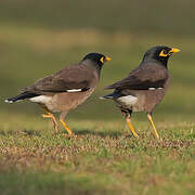 Common Myna