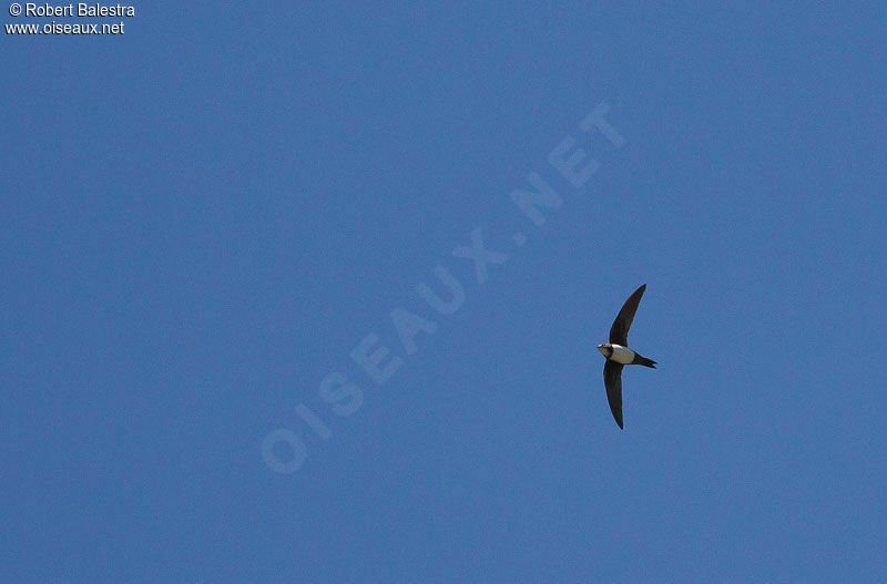 Alpine Swift