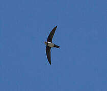 Alpine Swift