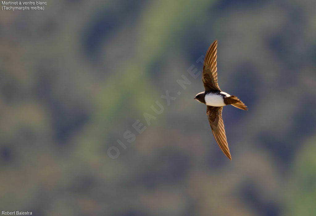 Alpine Swift