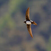 Alpine Swift