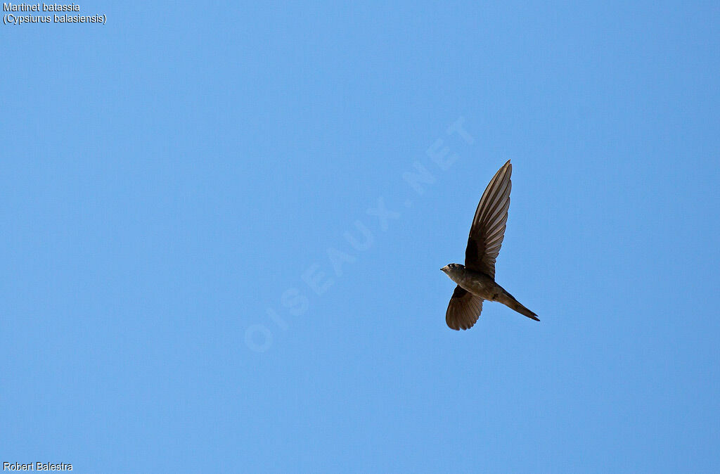 Asian Palm Swift