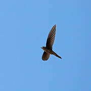 Asian Palm Swift