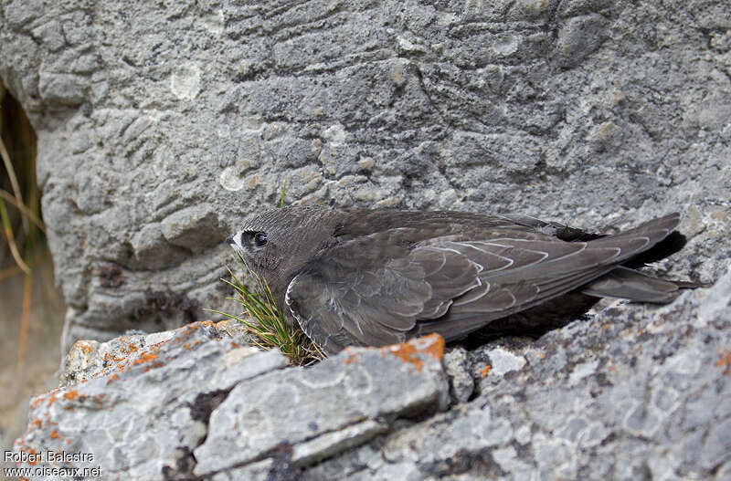 Martinet noirjuvénile, identification