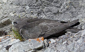 Common Swift