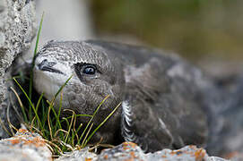 Common Swift