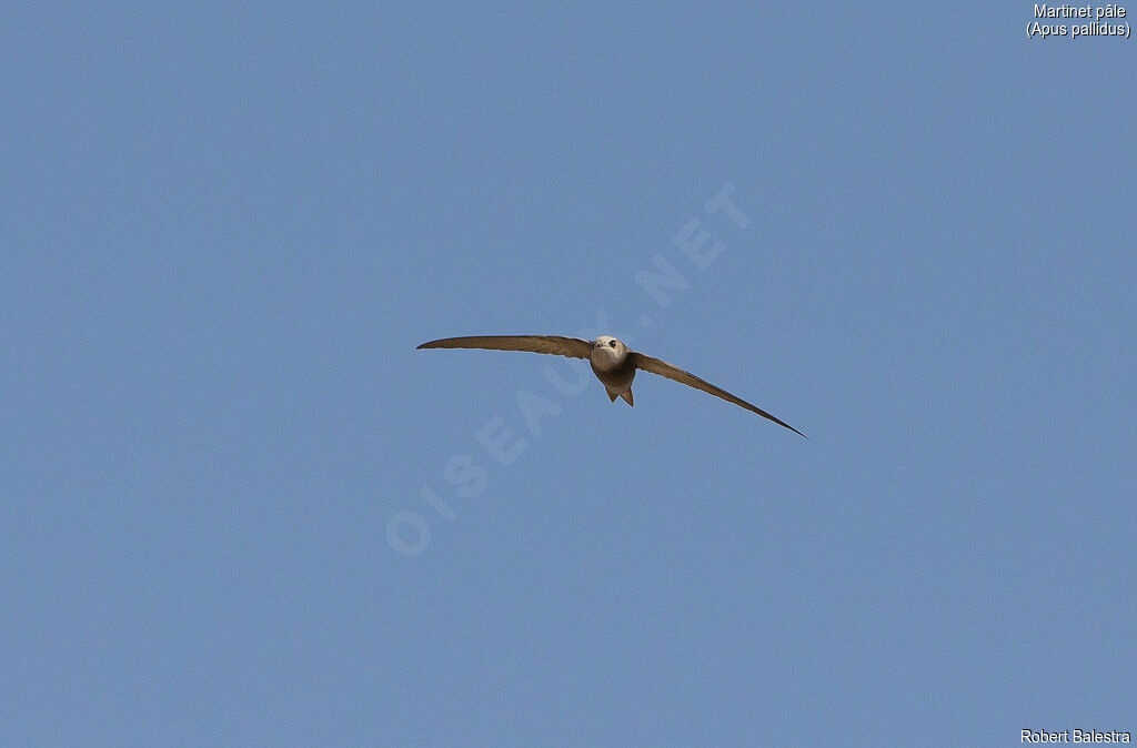 Pallid Swift