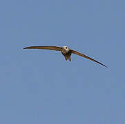 Pallid Swift