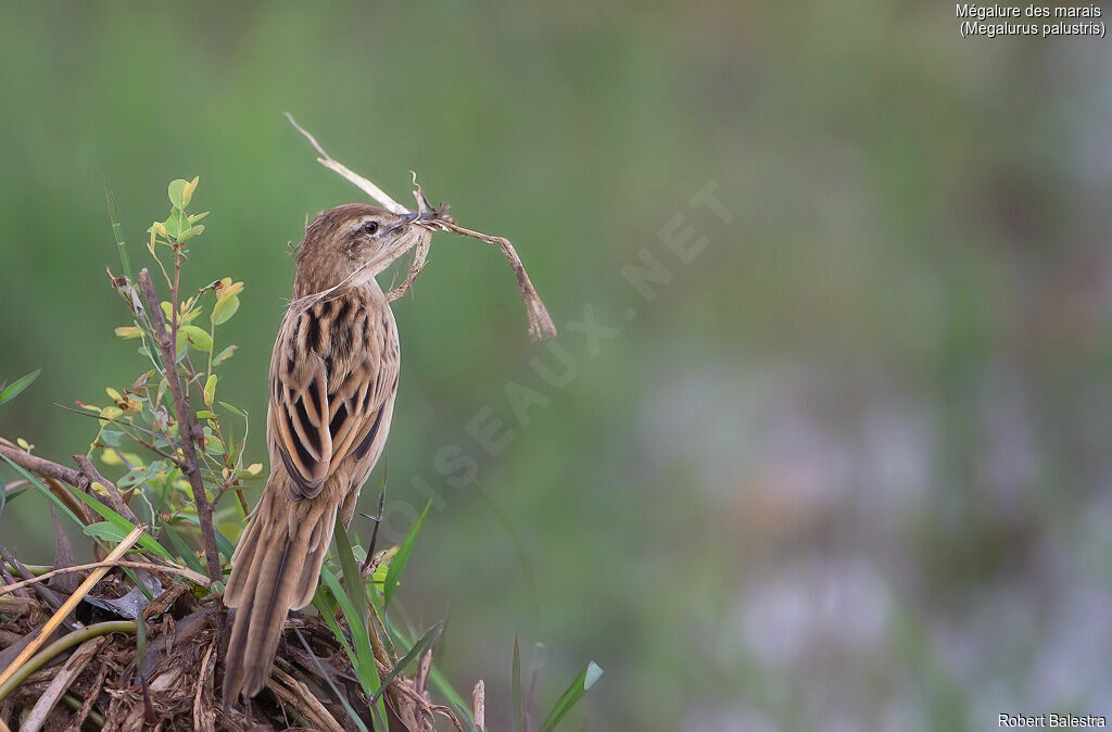 Striated Grassbird